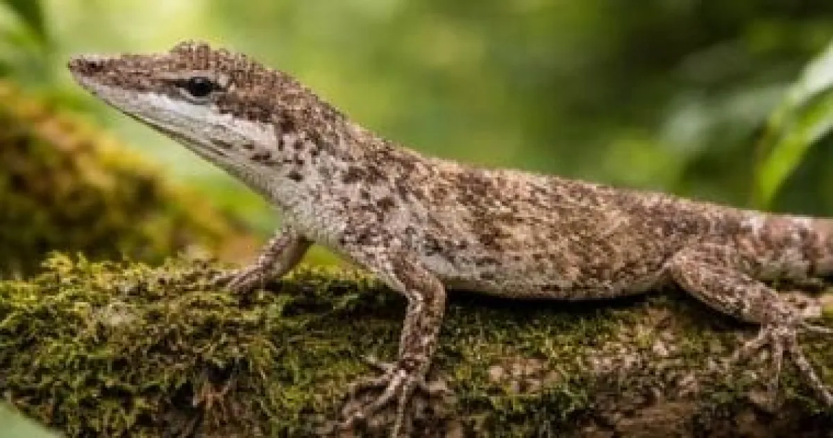 إعادة اكتشاف سحلية منقرضة في بيرو يثير تفاؤلاً حذراً بين العلماء