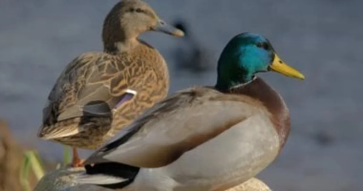 ذكاء اصطناعي يراقب "مزاج" البط: تقنية حديثة لكشف الإجهاد قبل إطلاقه للبرية