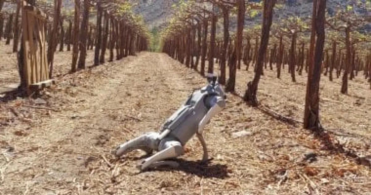 روبوت "كلب" بالذكاء الاصطناعي يراقب المحاصيل ويحلل بياناتها بدقة فائقة