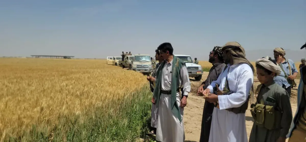 قيود حوثية تخنق مزارعي القمح في الجوف وتتسبب بتكدس محاصيلهم