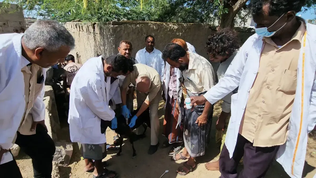 المخا: انطلاق حملة تحصين بيطرية لحماية الثروة الحيوانية بعد السيول