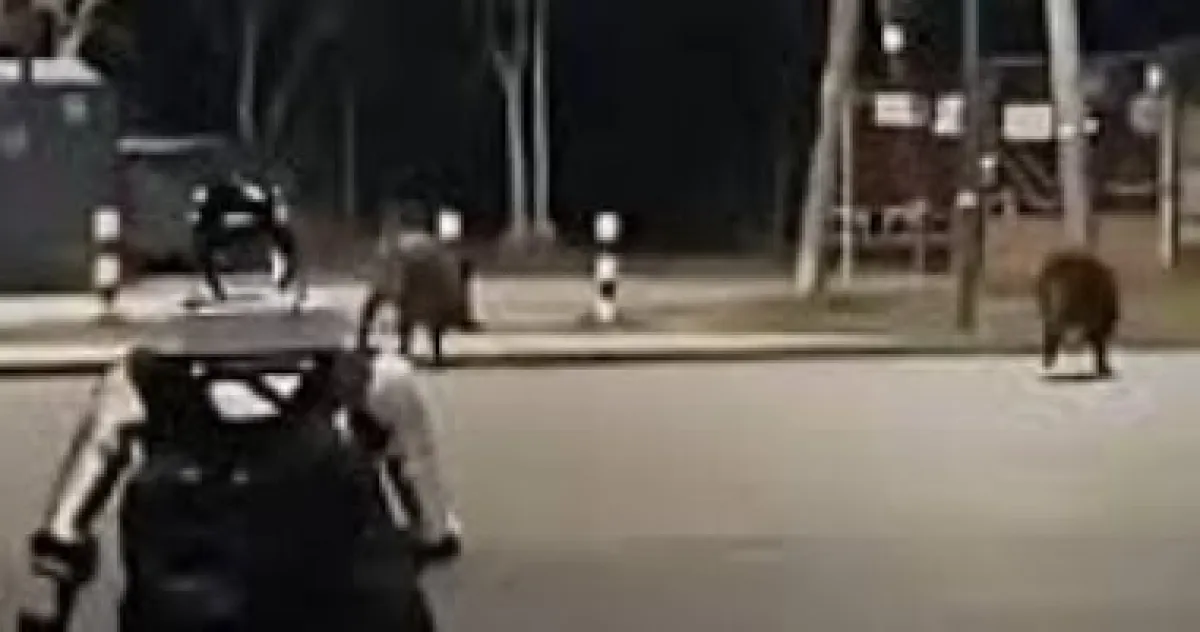 روبوت بشري يطارد خنازير برية في وارسو يثير جدلاً حول الذكاء الاصطناعي