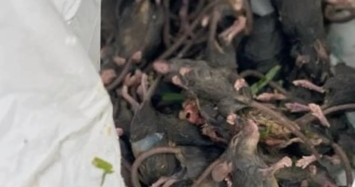 مدن عالمية تتبنى التعايش مع الفئران: استراتيجية جديدة بدل القضاء