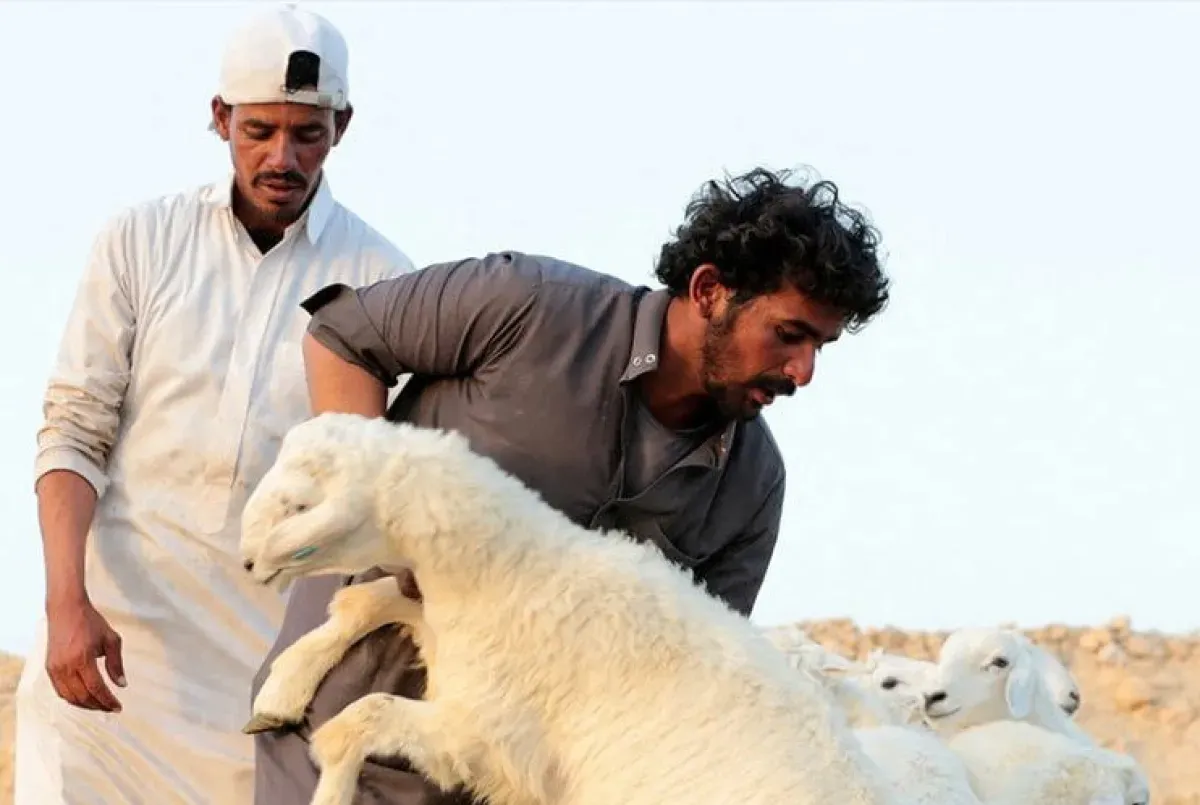 مأرب: عيد الأضحى تحت وطأة غلاء الأضاحي وشح السيولة